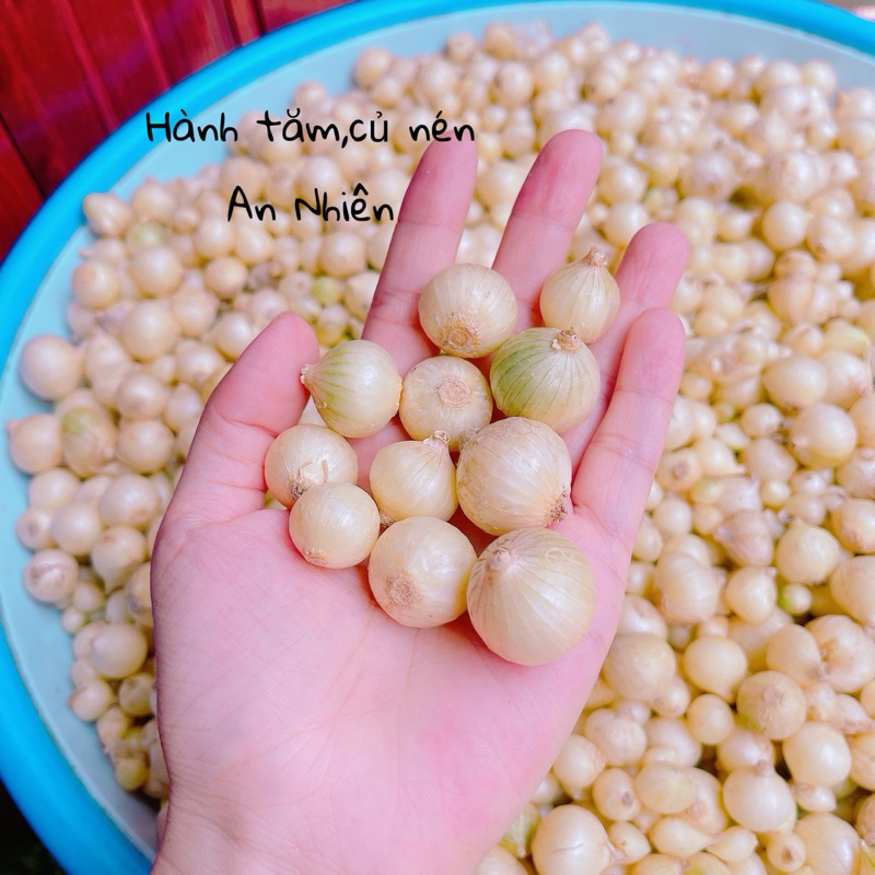 [Củ to] Hành tăm (củ nén) nghệ an đạt tiêu chuẩn chất lượng O COP và ...