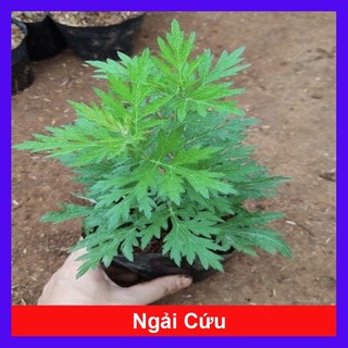 Cây ngải cứu - cây dược liệu