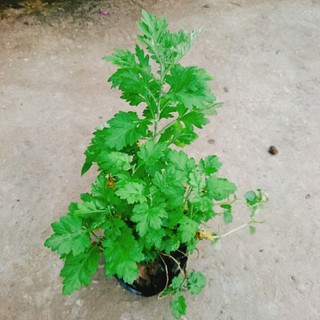 Cây ngải cứu - cây dược liệu