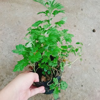 Cây ngải cứu - cây dược liệu