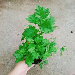 Cây ngải cứu - cây dược liệu