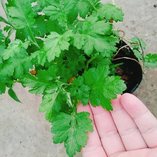 Cây ngải cứu - cây dược liệu