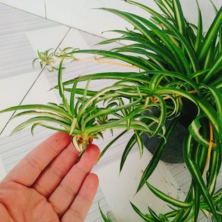 Cây ngải hút khách ( Ngải Sọc ) cây cảnh phong thủy mang lại nhiều may mắn