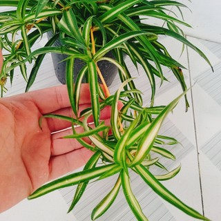 Cây ngải hút khách ( Ngải Sọc ) cây cảnh phong thủy mang lại nhiều may mắn