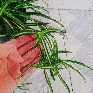 Cây ngải hút khách ( Ngải Sọc ) cây cảnh phong thủy mang lại nhiều may mắn