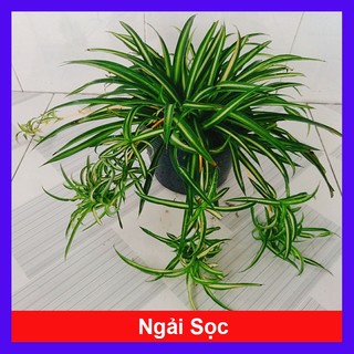 Cây ngải hút khách ( Ngải Sọc ) cây cảnh phong thủy mang lại nhiều may mắn