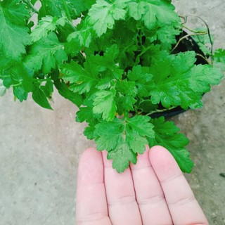 Cây ngải cứu - cây dược liệu