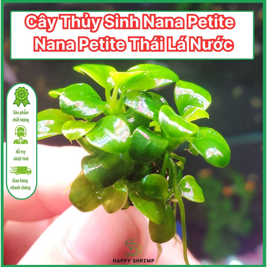 Ráy thủy sinh Nana Petite | Ráy Nana Petite Thái chuẩn lá nước ...