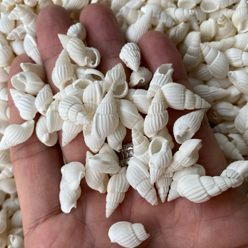 VỎ ỐC HƯƠNG NHÍ TRẮNG trang trí, vỏ cho ốc rụt rè, ốc mượn hồn, cua ẩn ...