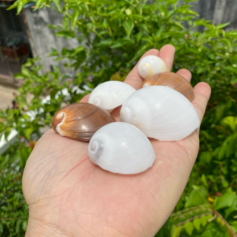 VỎ ỐC MỠ TRẮNG, NÂU DÀY trang trí, vỏ cho ốc rụt rè, ốc mượn hồn, cua ...