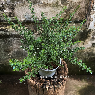 Bạch Tuyết Mai (không sẵn hoa) - Decor văn phòng, sân vườn đẹp - |Vườn Như Ngọc | - Đã bật Hoả Tốc