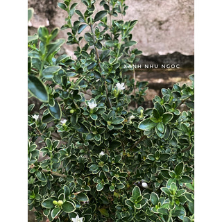 Bạch Tuyết Mai (không sẵn hoa) - Decor văn phòng, sân vườn đẹp - |Vườn Như Ngọc | - Đã bật Hoả Tốc