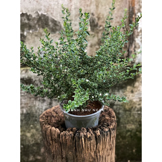 Bạch Tuyết Mai (không sẵn hoa) - Decor văn phòng, sân vườn đẹp - |Vườn Như Ngọc | - Đã bật Hoả Tốc