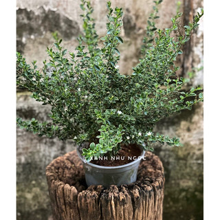 Bạch Tuyết Mai (không sẵn hoa) - Decor văn phòng, sân vườn đẹp - |Vườn Như Ngọc | - Đã bật Hoả Tốc