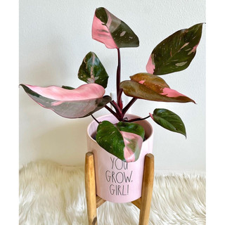 Philodendron Pink Princess - Decor nội thất, văn phòng, sân vườn đẹp - |Vườn Như Ngọc| - Đã bật hoả tốc
