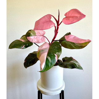 Philodendron Pink Princess - Decor nội thất, văn phòng, sân vườn đẹp - |Vườn Như Ngọc| - Đã bật hoả tốc