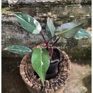 Philodendron Pink Princess - Decor nội thất, văn phòng, sân vườn đẹp - |Vườn Như Ngọc| - Đã bật hoả tốc