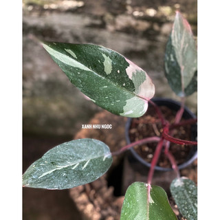 Philodendron Pink Princess - Decor nội thất, văn phòng, sân vườn đẹp - |Vườn Như Ngọc| - Đã bật hoả tốc