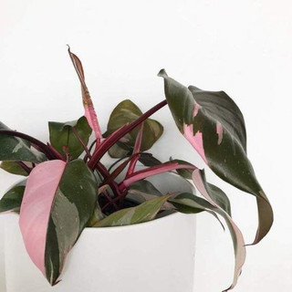 Philodendron Pink Princess - Decor nội thất, văn phòng, sân vườn đẹp - |Vườn Như Ngọc| - Đã bật hoả tốc