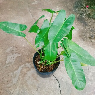 Cây Trầu Bà Phú Quý - cây cảnh trong nhà trang trí phòng khách, bàn làm việc