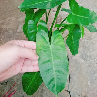 Cây Trầu Bà Phú Quý - cây cảnh trong nhà trang trí phòng khách, bàn làm việc