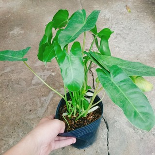 Cây Trầu Bà Phú Quý - cây cảnh trong nhà trang trí phòng khách, bàn làm việc