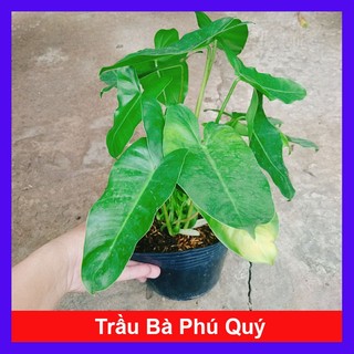 Cây Trầu Bà Phú Quý - cây cảnh trong nhà trang trí phòng khách, bàn làm việc