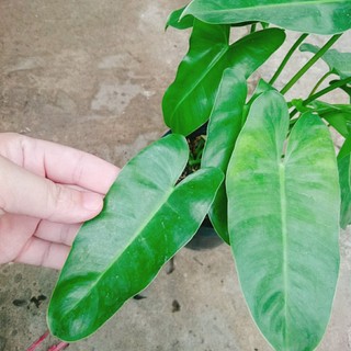Cây Trầu Bà Phú Quý - cây cảnh trong nhà trang trí phòng khách, bàn làm việc