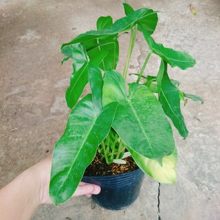 Cây Trầu Bà Phú Quý - cây cảnh trong nhà trang trí phòng khách, bàn làm việc