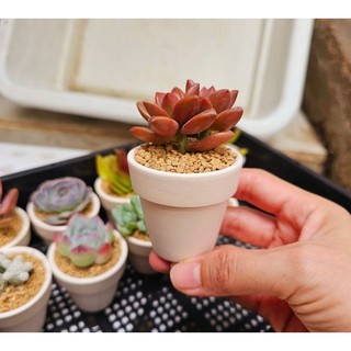 Combo 10 sen đá mini 5cm ngẫu nhiên dễ thương thích hợp làm sự kiện, quà tặng MẦM NẮNG GARDEN  lỗi 1 đền 1