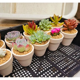 Combo 10 sen đá mini 5cm ngẫu nhiên dễ thương thích hợp làm sự kiện, quà tặng MẦM NẮNG GARDEN  lỗi 1 đền 1