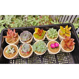 Combo 10 sen đá mini 5cm ngẫu nhiên dễ thương thích hợp làm sự kiện, quà tặng MẦM NẮNG GARDEN  lỗi 1 đền 1