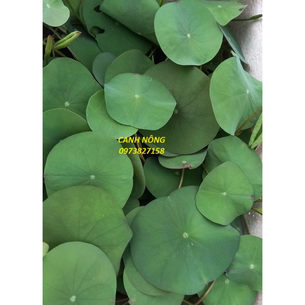 Hạt Giống _ Cây Giống Sen Thái Đỏ_Droplop (cây giống)