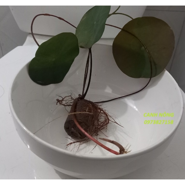 Hạt Giống _ Cây Giống Sen Thái Đỏ_Droplop (cây giống)