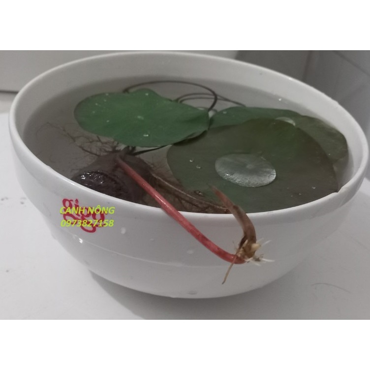 Hạt Giống _ Cây Giống Sen Thái Đỏ_Droplop (cây giống)