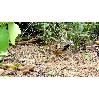 cung bẫy chim cút rừng 1 bộ gồm 10 cung