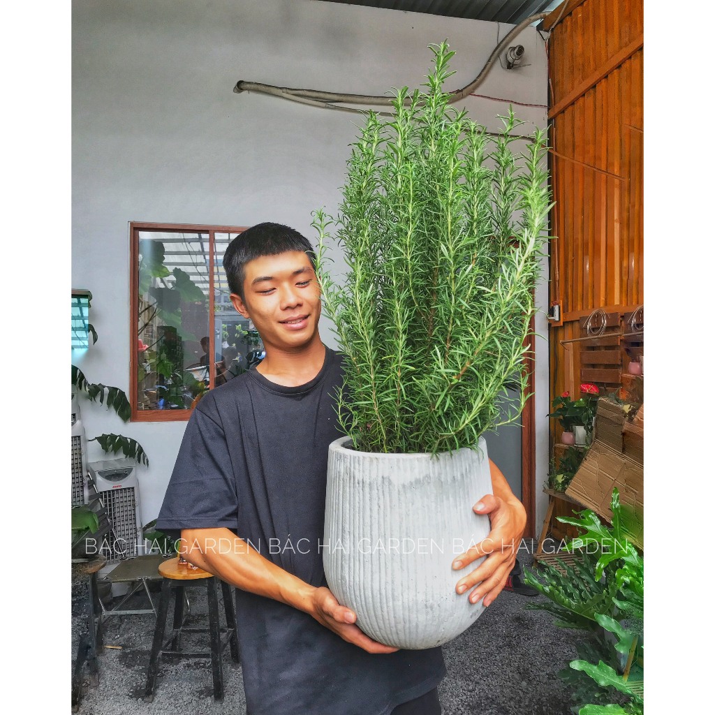 [Ship hỏa tốc] Chậu Cây Hương thảo size lớn kèm chậu xi măng cao cấp- Cây ngoại thất- Cây gia vị âu