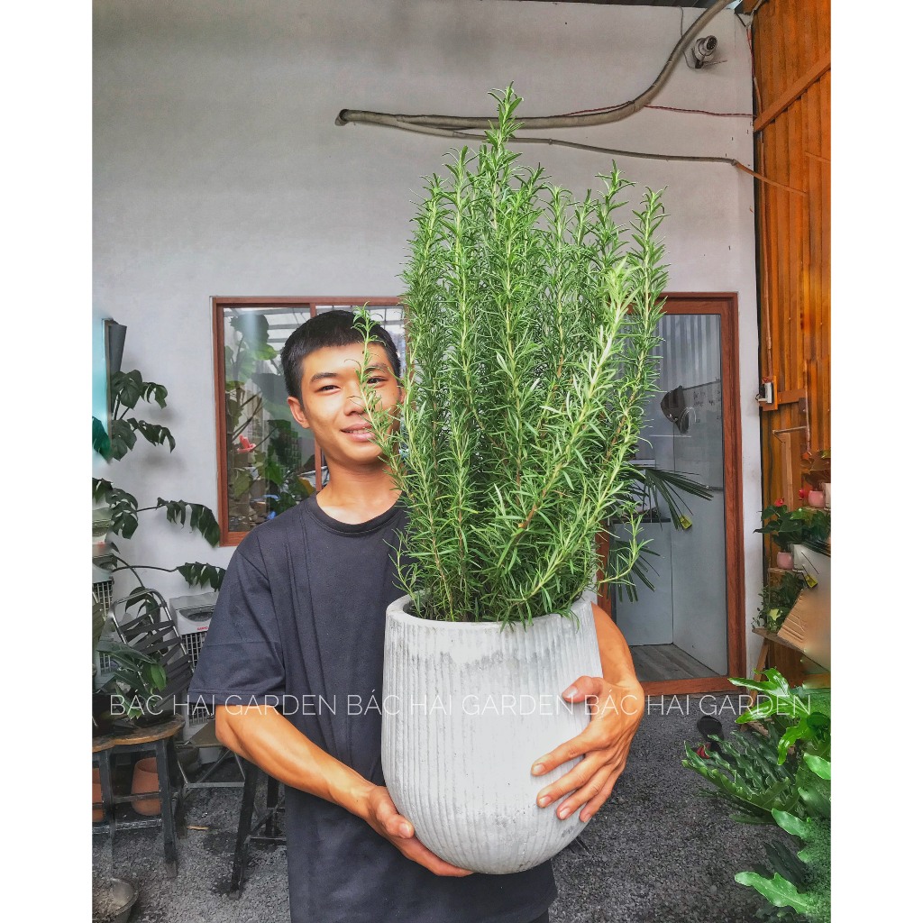 [Ship hỏa tốc] Chậu Cây Hương thảo size lớn kèm chậu xi măng cao cấp- Cây ngoại thất- Cây gia vị âu