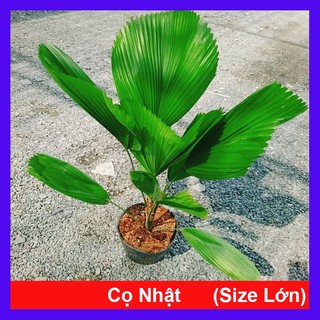 Cây Cọ Nhật (Size Lớn) cao 50-100cm cây cảnh phong thủy trang trí trong nhà, lá xanh mướt quanh năm