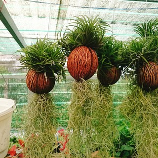 Bộ cây không khí treo - cây cảnh mini