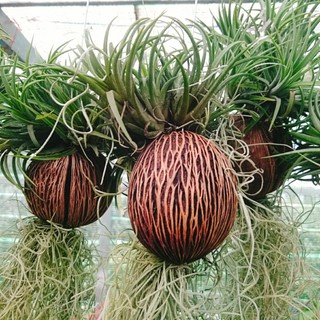Bộ cây không khí treo - cây cảnh mini