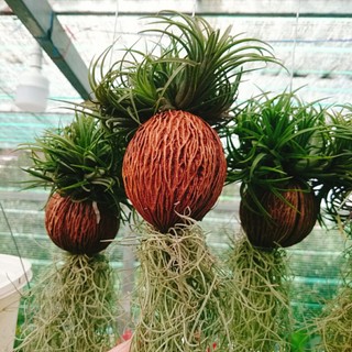 Bộ cây không khí treo - cây cảnh mini