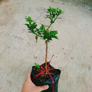 Cây Cam Nhật - cam ngọt siêu trái, cây đang chuẩn bị cho trái, cây giao như video