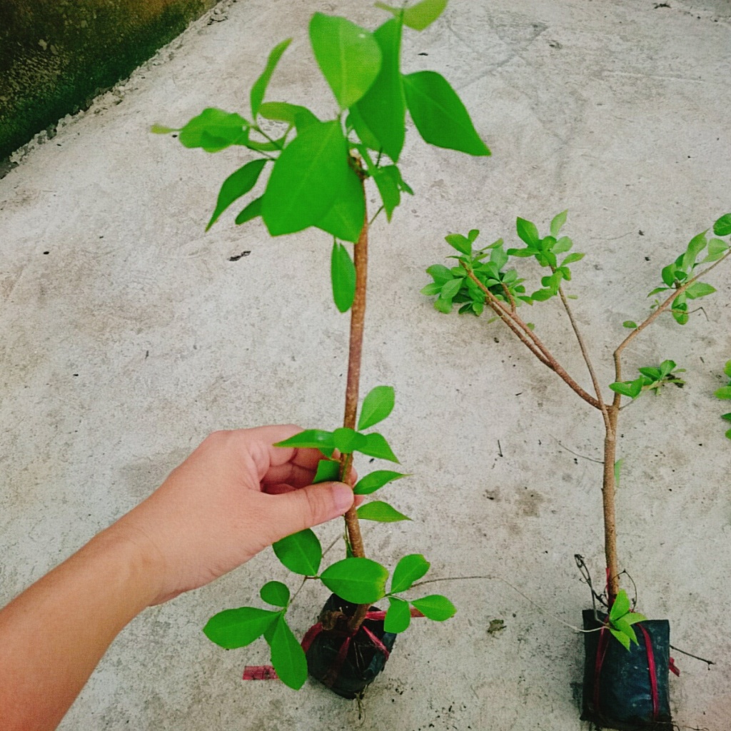 Cây sơ ri Thái ngọt , siêu trái - cây ăn quả
