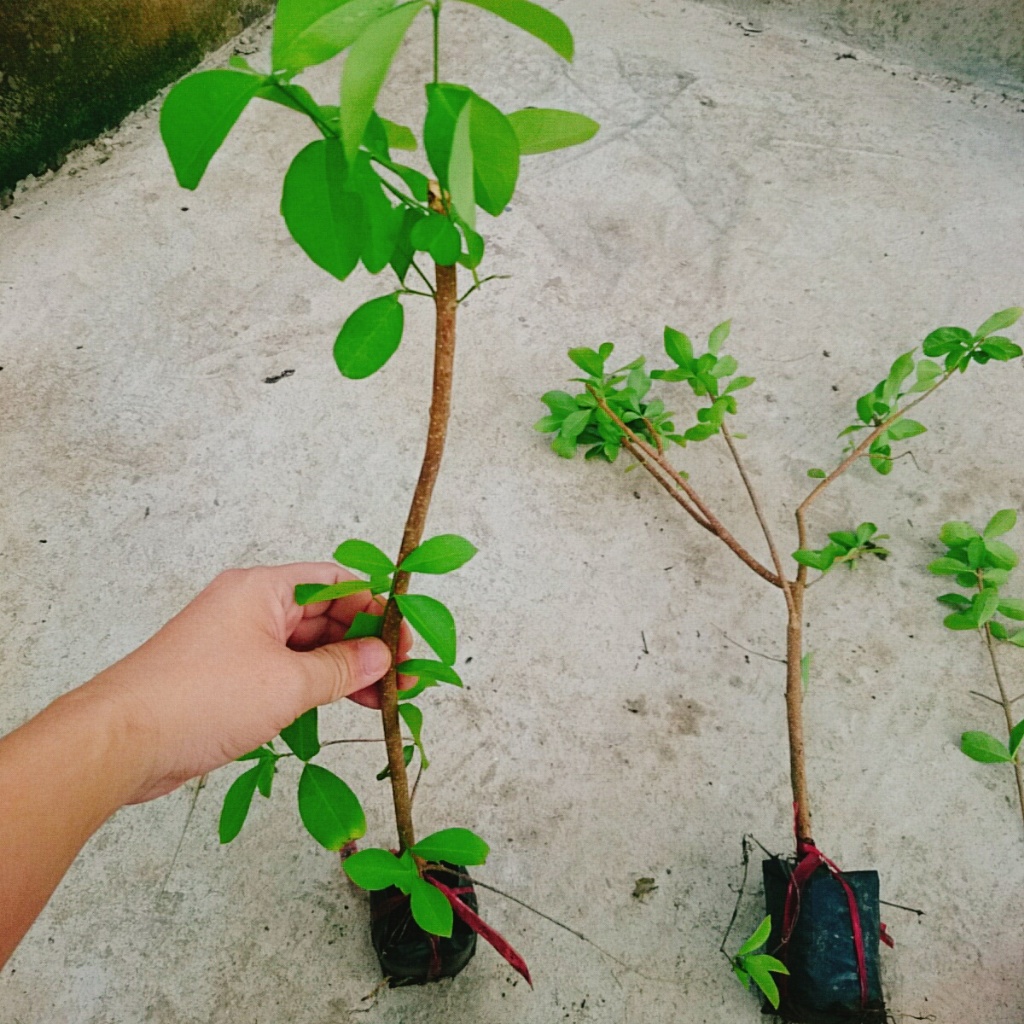 Cây sơ ri Thái ngọt , siêu trái - cây ăn quả
