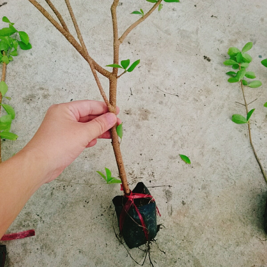 Cây sơ ri Thái ngọt , siêu trái - cây ăn quả