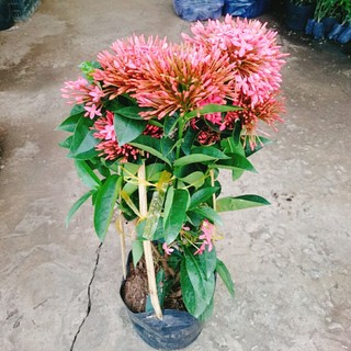 Cây Hoa Mẫu Đơn Mỹ Hồng - cây cảnh để bàn
