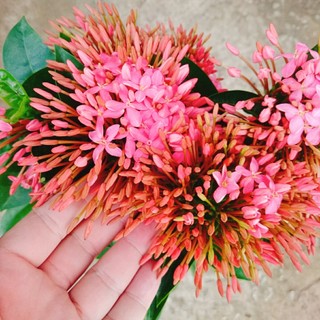 Cây Hoa Mẫu Đơn Mỹ Hồng - cây cảnh để bàn