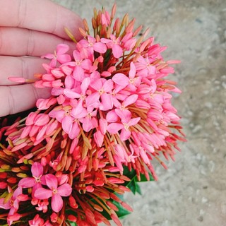 Cây Hoa Mẫu Đơn Mỹ Hồng - cây cảnh để bàn
