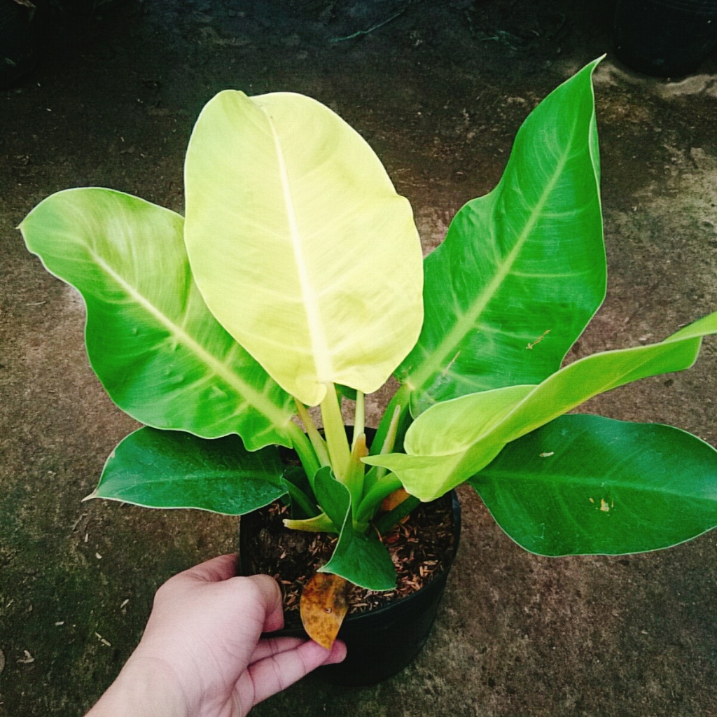Cây trầu bà đế vương vàng - cây cảnh để bàn